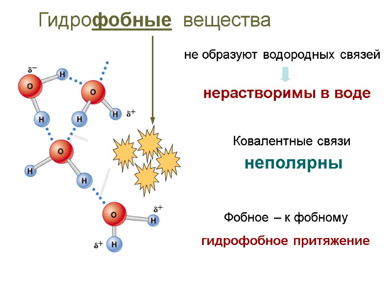 Ковалентные связи  неполярны Гидрофобные  вещества не образуют водородных связей нерастворимы в воде